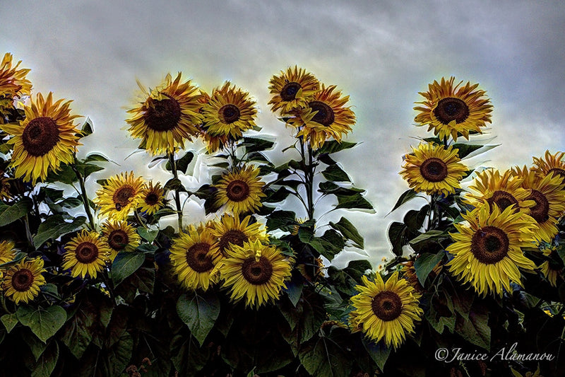 L987213 Sunflowers