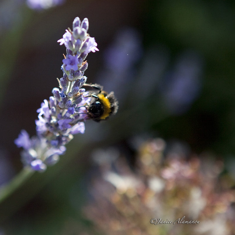 WA924610 Bee on Lavender
