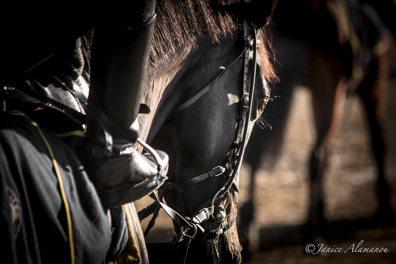 Newmarket Racehorses
