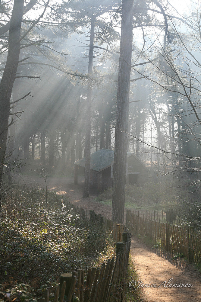 L159 Sunbeams into Misty Woods