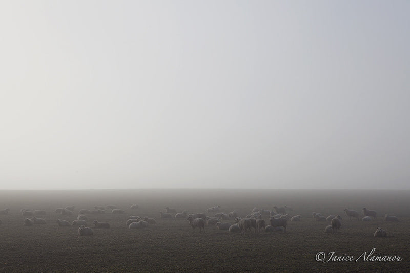 L343414 Sheep in the Mist