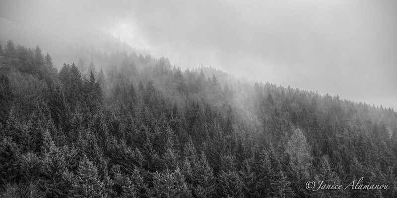 L413814 Mountain Mists 2