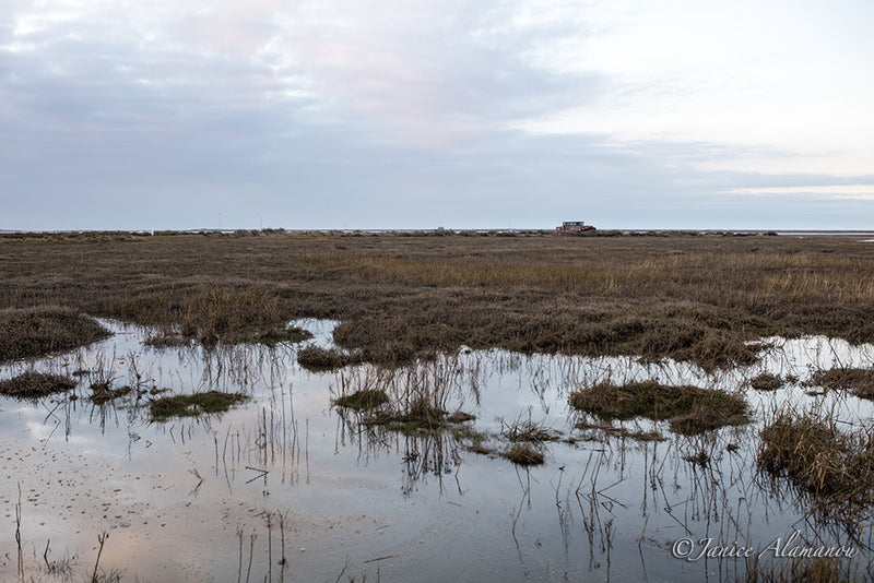 L481316 Salt Marsh Tides