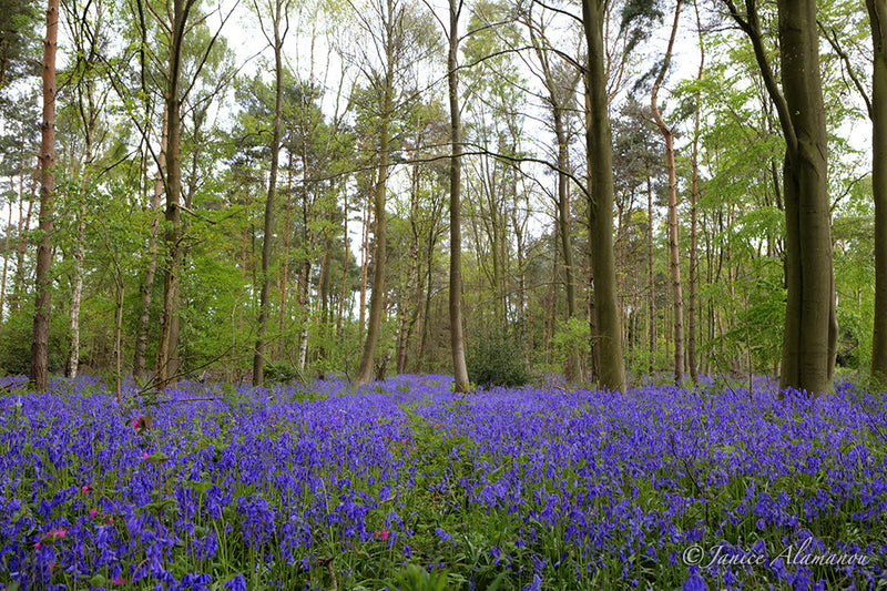 L623014 Bluebell Woods