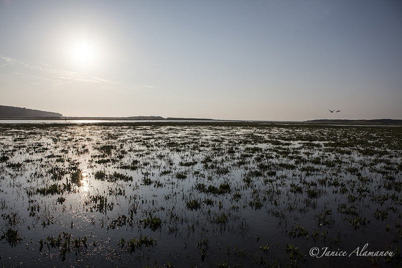 L692316 High Water Marsh