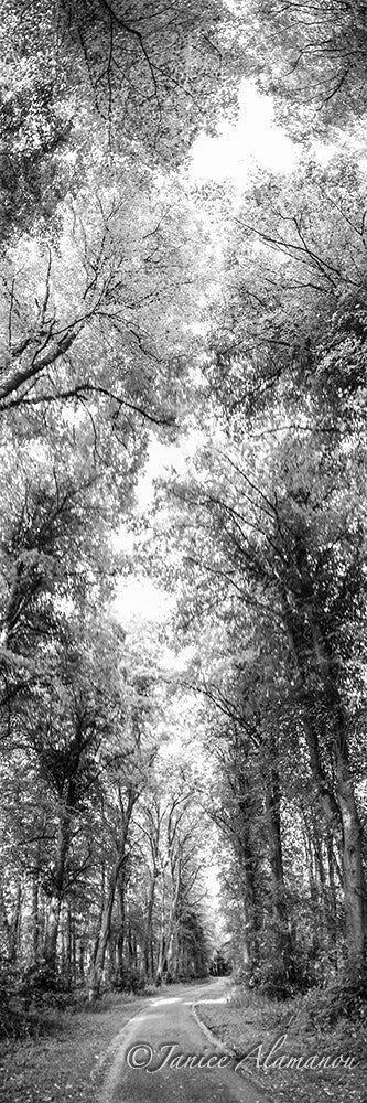 L816116pan Through the Trees
