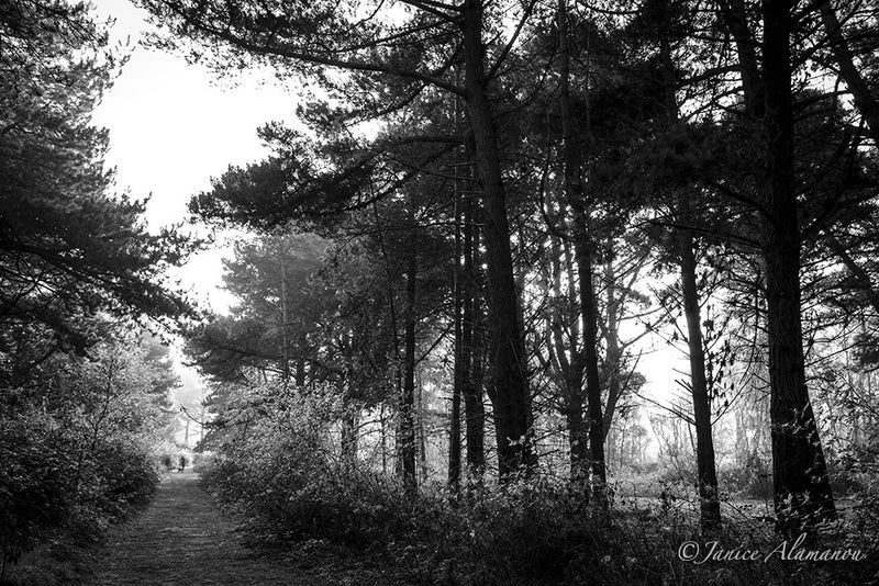 L984312 Walk in the Pines