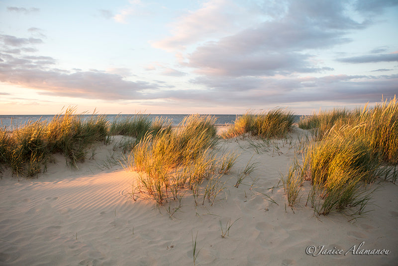 LBc344917 Golden Dunes