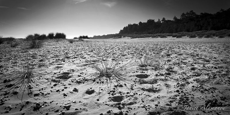 LBc701912bw Over the Sand