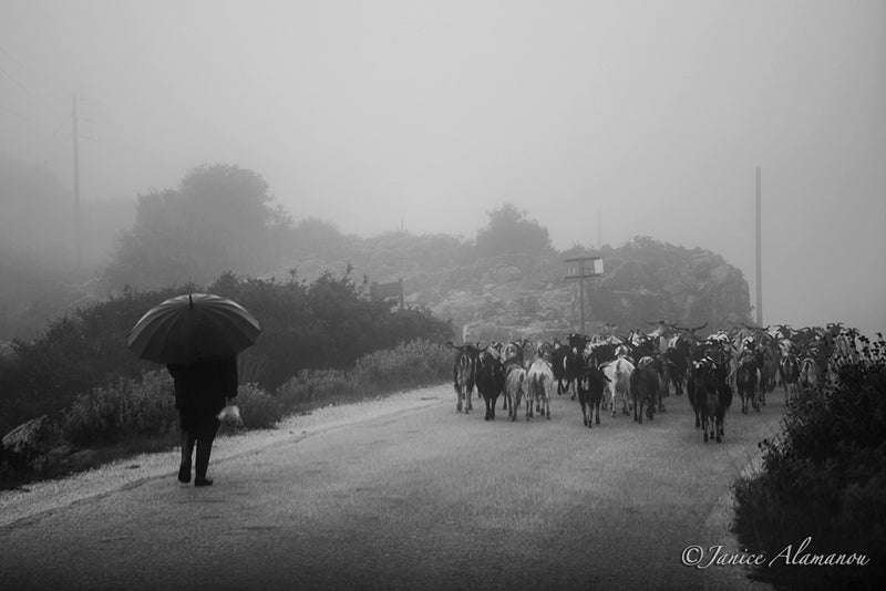 LGR973316 Shepherd in the Mist