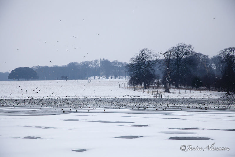 LSn784612 Flocks on Frozen Lakes