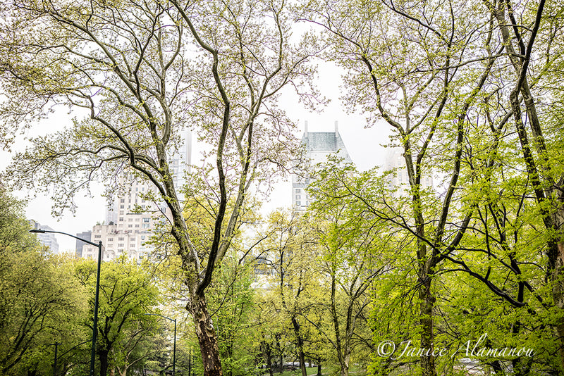 NY666019 Central Park - New York 2