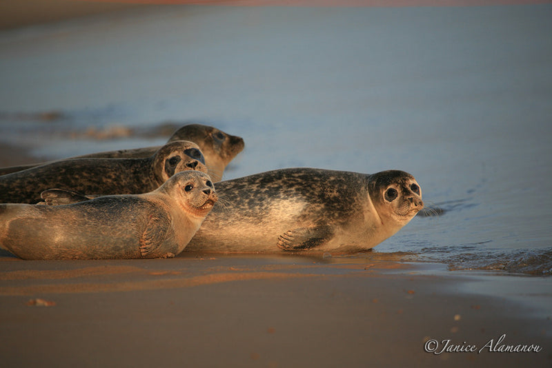 WA0870bw Seals on the Shore