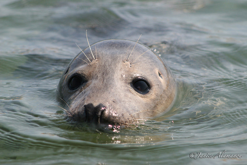 WA9 Common Seal