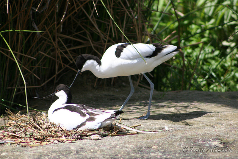 WB25 Avocets at Nest