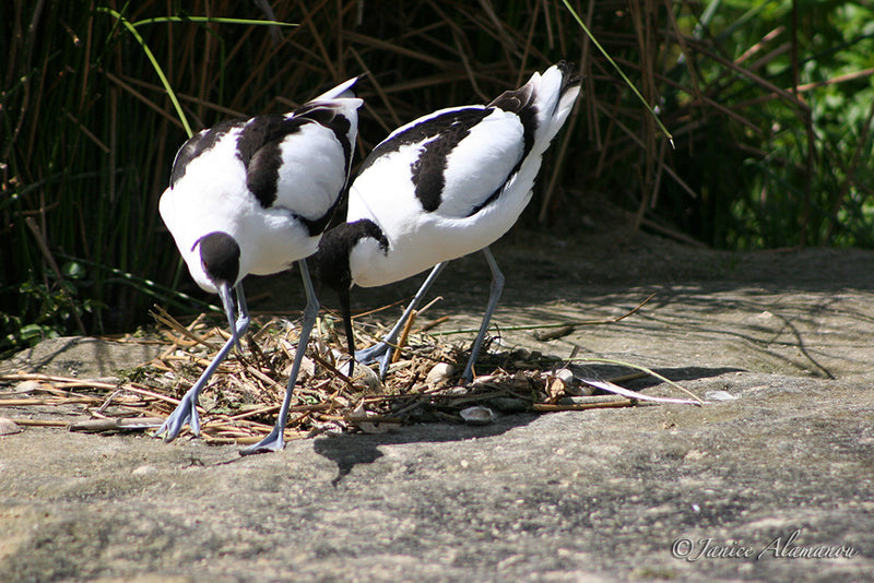 WB26 Avocets at Nest 2