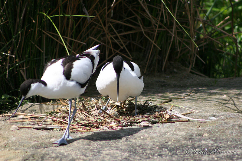 WB27 Avocets at Nest 3