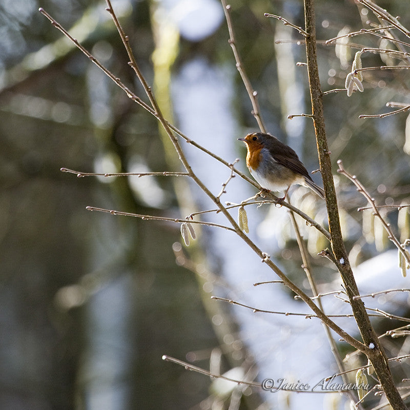 WB280410 Robin on Snowy Branch