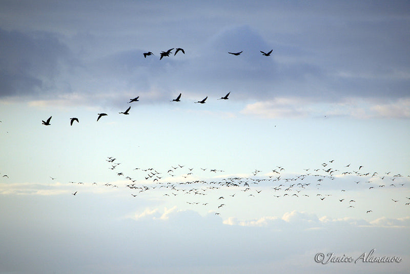 WB299 Geese Fly