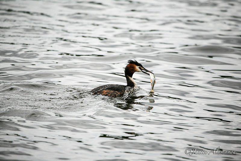 WB6385 Crested Grebe with Fish
