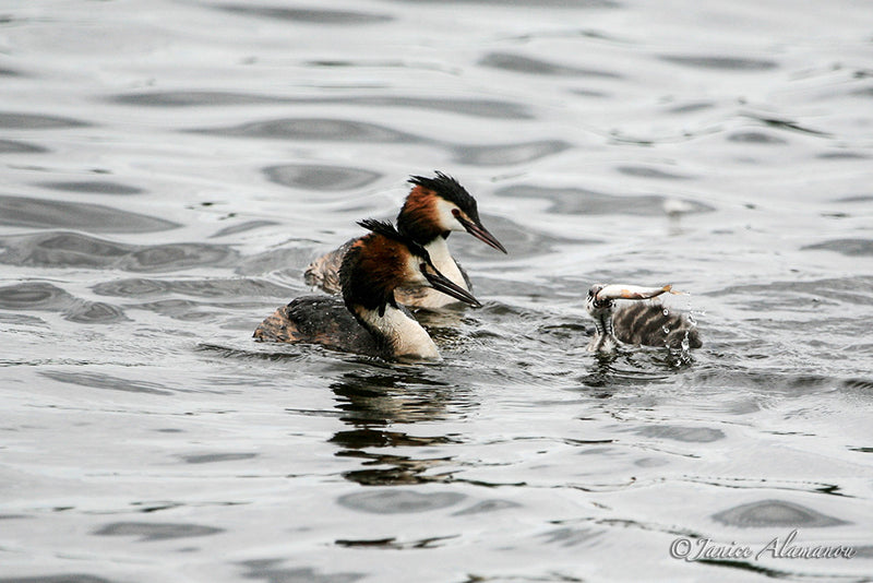 WB6389 Crested Grebes feed fish to Chick