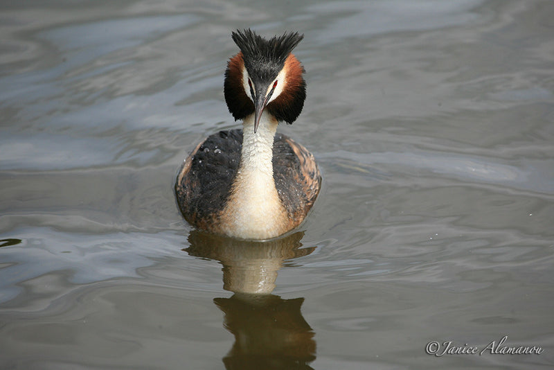WB6430 Crested Grebe