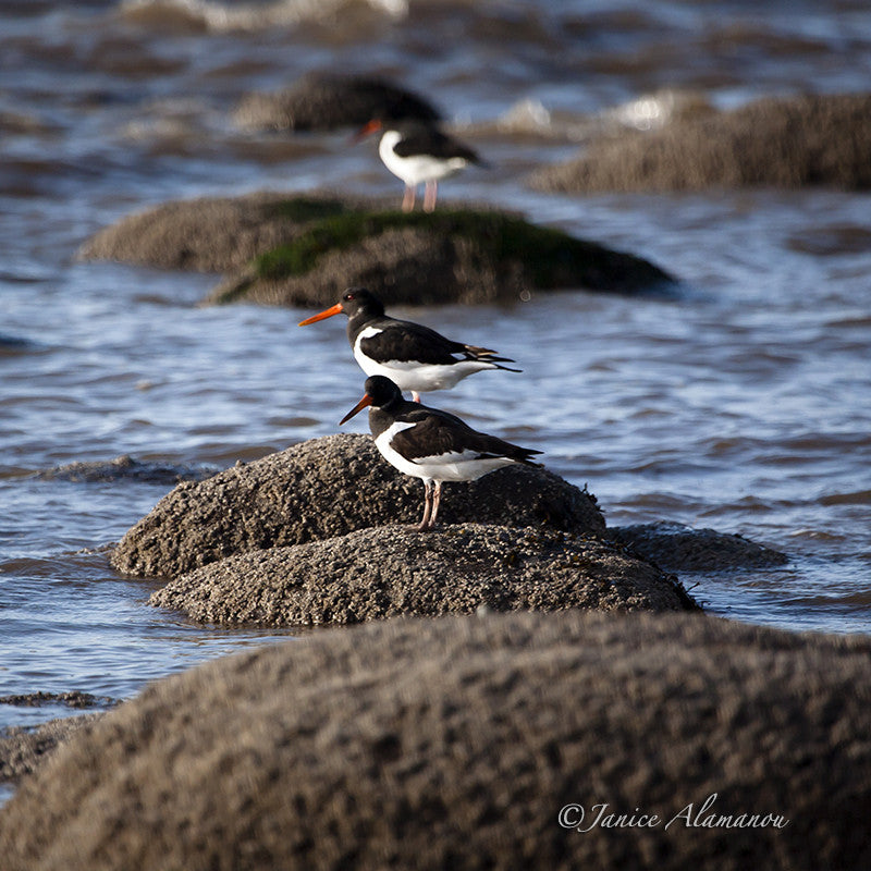 WB736211 Oyster Catchers on the Rocks
